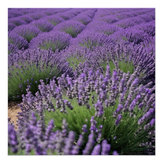 lavender field ポスター (正面)