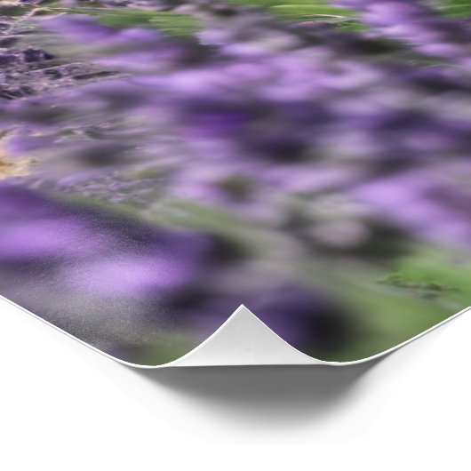 lavender field ポスター (コーナー)