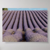 Lavender field in Provence ポスター (正面)