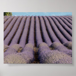 Lavender field in Provence ポスター