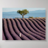 Lavender field in Provence ポスター (正面)