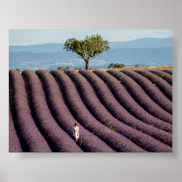Lavender field in Provence ポスター