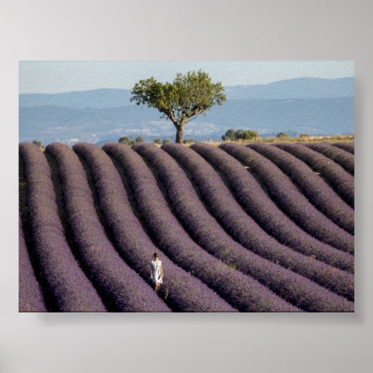 Lavender field in Provence ポスター (正面)