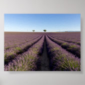 Lavender field in Provence ポスター (正面)