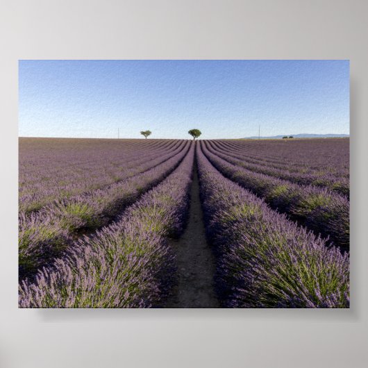 Lavender field in Provence ポスター (正面)