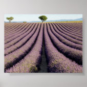 Lavender field in Provence ポスター (正面)