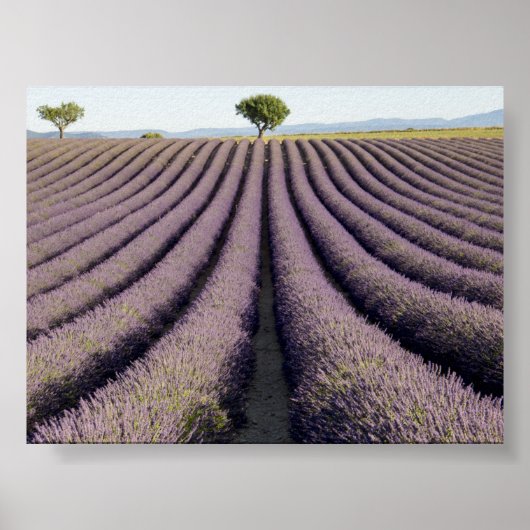 Lavender field in Provence ポスター (正面)