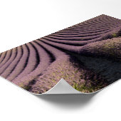 Lavender field in Provence ポスター (角)