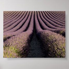 Lavender field in Provence ポスター