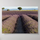 Lavender field in Provence ポスター (正面)