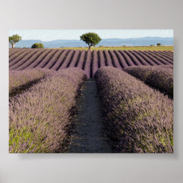 Lavender field in Provence ポスター