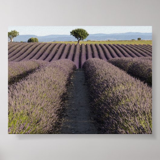 Lavender field in Provence ポスター (正面)