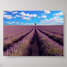 Lavender field in Provence ポスター