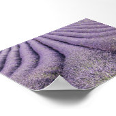 Lavender field in Provence ポスター (角)