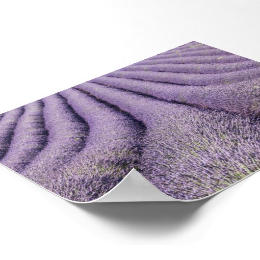 Lavender field in Provence ポスター (角)