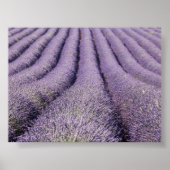 Lavender field in Provence ポスター (正面)