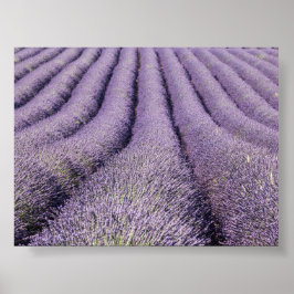 Lavender field in Provence ポスター
