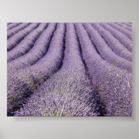 Lavender field in Provence ポスター (正面)