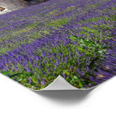 Lavender Fields of Senanque Abbey Poster ポスター (角)
