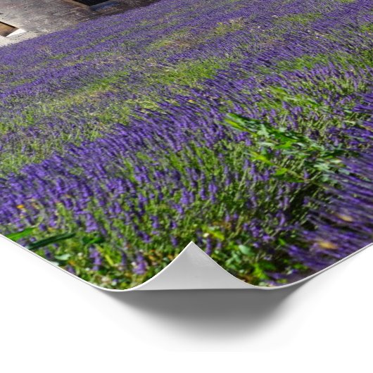 Lavender Fields of Senanque Abbey Poster ポスター (角)