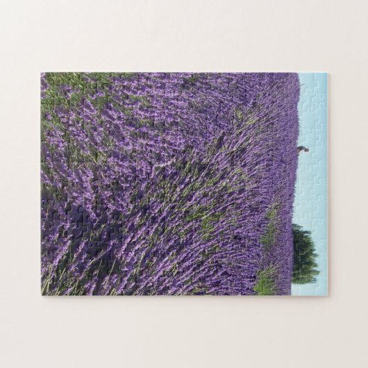 Lavender Fields of Sequim, WA Photo ジグソーパズル (横)