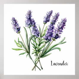 Lavender Illustration Print Botanical  ポスター