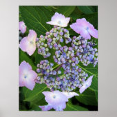 Lavender Lace Cap Hydrangea Bloom Poster ポスター (正面)