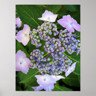 Lavender Lace Cap Hydrangea Bloom Poster ポスター