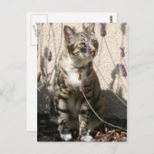 Lavendorブッシュの虎猫猫 ポストカード (正面/裏面)
