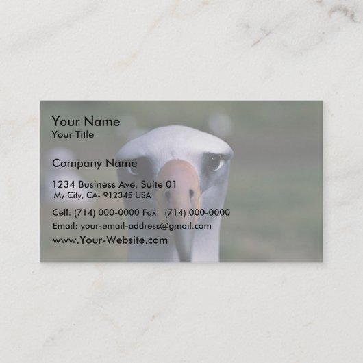 Laysanのアホウドリ 名刺 (正面)