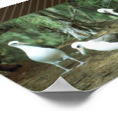 Laysan Albatross ポスター (角)