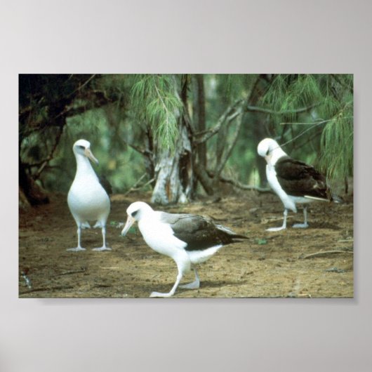 Laysan Albatross ポスター (正面)