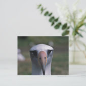 Laysan albatross ポストカード (スタンド正面)