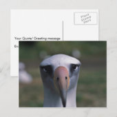 Laysan albatross ポストカード (正面/裏面)
