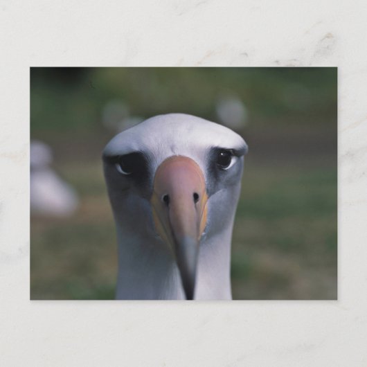 Laysan albatross ポストカード (正面)