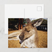 Lazing Kangarooクローズアップ、ポストカード ポストカード (正面/裏面)