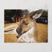 Lazing Kangarooクローズアップ、ポストカード ポストカード (正面)