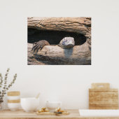 Lazing Komodoポスター ポスター (キッチン)