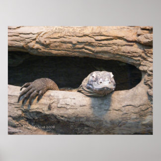 Lazing Komodoポスター ポスター