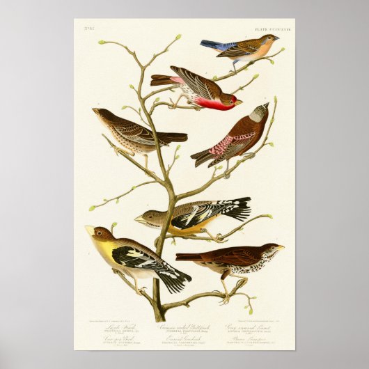 Lazuli Finch John James Audubon Birds of America ポスター (正面)