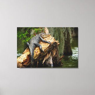 Lazy Aligator Streted Canvas Print by DeGruy キャンバスプリント