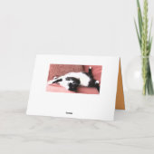 Lazy Cats 2フォトグリーティングカード – Cat昼寝 カード (裏面)