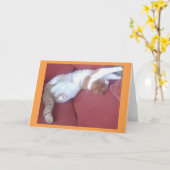 Lazy Cats 2フォトグリーティングカード – Cat昼寝 カード (黄色い花)