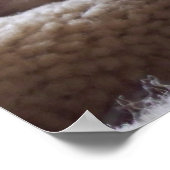 Lazy Kitten, Bengal Siamese Cat写真24x20ポスター ポスター (角)