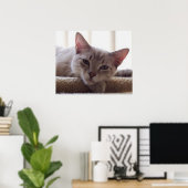 Lazy Kitten, Bengal Siamese Cat写真24x20ポスター ポスター (ホームオフィス)