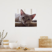 Lazy Kitten, Bengal Siamese Cat写真24x20ポスター ポスター (キッチン)