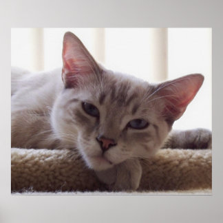 Lazy Kitten, Bengal Siamese Cat写真24x20ポスター ポスター