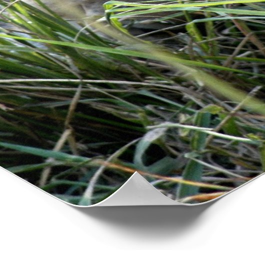 Lazy Lion ポスター (角)