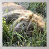 Lazy Lion ポスター (正面)