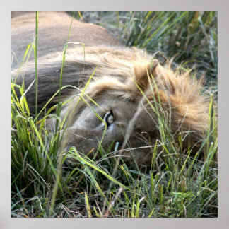 Lazy Lion ポスター